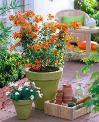 Image result for Streptosolen