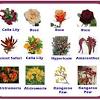 These herbaceous perennials range from six to nine inches in. Https Encrypted Tbn0 Gstatic Com Images Q Tbn And9gcthmvrguytuv0dttzfflnqcfgl6rof X9o1c78ifd2ekk0d4rfh Usqp Cau
