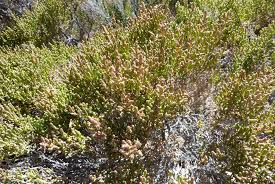 Image result for Halosarcia