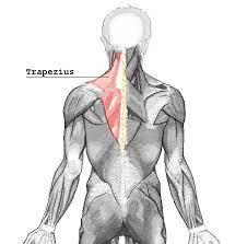 Trägst du häufig schwere taschen oder verfällst in. Musculus Trapezius Wikipedia