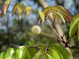 Jambe, jaurbe, kodlikkaayi mara, tiruwa, arasu tega in kannada jambu in hindi kangada in oriya konda tangedu, erra chinnangi in telugu Tamil Nadu Treepedia