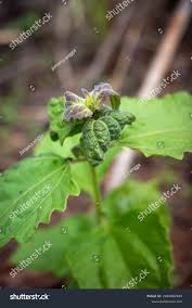 Image result for Sigesbeckia