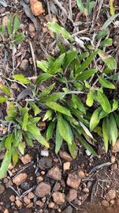 Image result for Parinari capensis