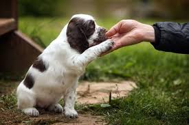 It is super simple to train this breed as they are very obedient. Jerman Seaford Dogs Price In India Archives Pets Plaza