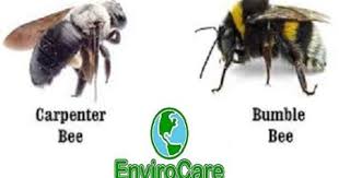 If you see large black bumble bees in your yard. Compare Carpenter Bees Vs Bumble Bees Carpenter Bee Bee Pest Solutions