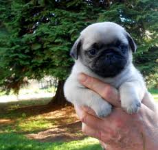 Encore quelques jours et mes bébés carlin , seront prêt à rejoindre leurs nouvelles familles , sà sera un petit pincement pour moi mais beaucoup. Chiot Elevage Du Val D Hermes Eleveur De Chiens Carlin