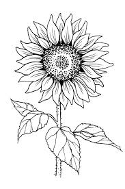 5 out of 5 stars. Outline Sunflower Drawing Easy