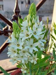 Image result for Ornithogalum seineri