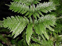 Image result for Dryopteridaceae