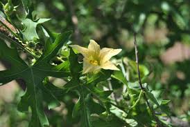 Image result for Coccinia rehmannii