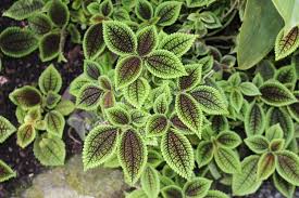 Peperomia (parallel, ripple, peperomioides chinese money plant) fern (autumn, woodland, button) The 11 Best Plants To Grow In Your Terrarium Simplemost