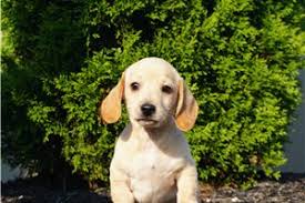 Dachshund · san diego, ca. Mini Dachshund Puppies For Sale From Reputable Dog Breeders