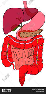 The problem is that the basic crunch is. Human Digestive System Image Photo Free Trial Bigstock