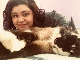 Snowshoe cat breed identification