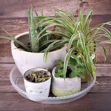 Maybe you would like to learn more about one of these? Buy Grespri 14 Inches Heavy Duty Plant Saucers 6 Packs Clear Flower Pot Saucer Eco Friendly Plastic Plant Trays For Indoor Outdoor Plants Online In Kazakhstan B07qr2grbc