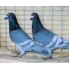 Black And White Pigeon Pictures Opal White Bar Racing Homer Racing Pigeons Racing Pigeons Pigeon Breeds Racing Pigeon Lofts