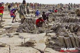 Camels are herbivores meaning they do not eat meat. Lake Assale Camel Caravans And Salt Works Photos The Second Step In Production Is Shaping The Blocks Into Rectangles That Weigh Exactly 7 Kgs This H Volcanodiscovery
