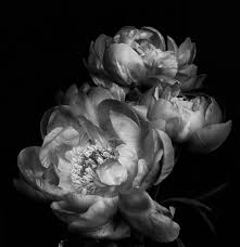 Maybe you would like to learn more about one of these? Peony Photograph On White Shop Prints
