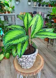 Calathea Beauty Star Planting Flowers Household Plants Plants