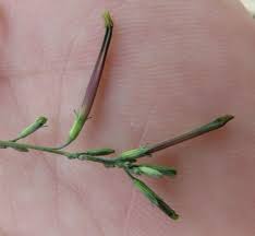 Image result for Schwenckia