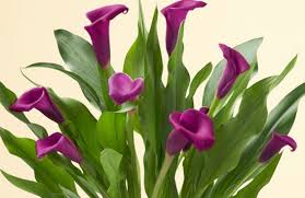 أفضل أنواع الزهور للحدائق المنزلية أفضل اجابة