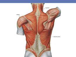 Note that some muscles listed above are identified as 'deep muscle', which may explain why they are difficult to find on diagrams of superficial muscles. Muscle Names Movement Ppt Download