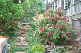 During that time a bug (a rose slug i think) came and ate every single leaf. Mow Down Those Knock Out Roses
