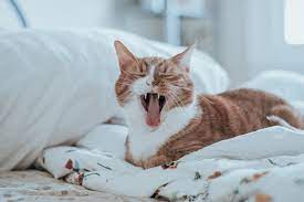 How To Keep Cats Off Furniture Proven Tips From The Humane Society