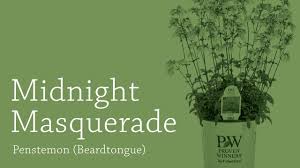 Penstemon Midnight Masquerade Culture And Production Walters Gardens Youtube