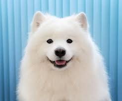 Small white fluffy dog names sales