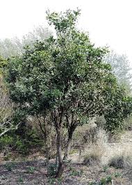 Read hedges direct's expert guide to laurel hedging and shrubs. Sperry Several Reasons Texas Mountain Laurels Won T Bloom Latest Headlines Wacotrib Com
