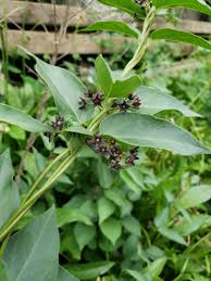 Cynanchum Louiseae Common Names Black Dog Strangling Vine Black Swallow Wort Louise S Swallow Wort News Sentine Plants Monarch Butterfly Invasive Plants
