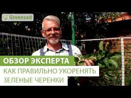 секрет раскрыт лучшее удобрение всех времен чай из травы Kak Pravilno Ukorenyat Zelenye Cherenki Hosta Sady Sad Sadovodstvo