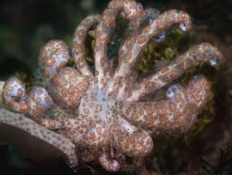 Kết quả hình ảnh cho sên biển