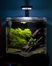 Shiny S Aqueon Evolve 4 Updated Pics 1 7 Aquarium Fish Tank Betta Aquarium Aquarium