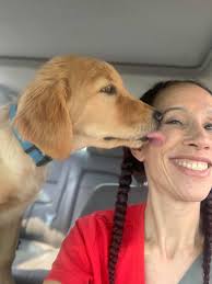 Golden Retriever's Fun Adventure with Beau