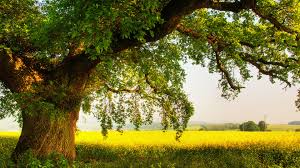 Image result for oak tree