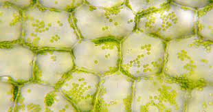 Check spelling or type a new query. Auf Dem Weg Zur Kunstlichen Pflanzenzelle Zellwandimitat Ermoglicht Komplexe Strukturen Pflanzenforschung De