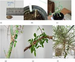 Image result for Commiphora angolensis