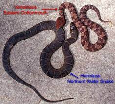 Viernum described another interesting characteristic of juvenile cottonmouths. Cottonmouth And Her Mimic Snake Reptiles Reptile Snakes