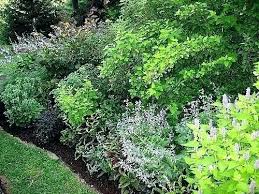 Shrubs For Garden Borders Shrubs For Garden Borders Shrub Border Evergreen Shrubs For Garden Borders Shr Garden Shrubs Shrubs For Borders Backyard Landscaping
