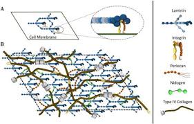 Basement membrane composition and structure studies in drosophila, caenorhabditis elegans, and mice support the idea that laminin is the foundational building block for the initial formation of bms. Synthetic Hydrogels Mimicking Basement Membrane Matrices To Promote Cell Matrix Interactions Sciencedirect