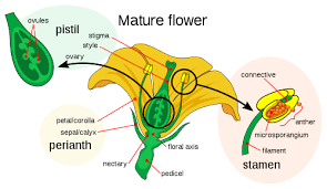 One species has the largest flowers in the world. Flower Simple English Wikipedia The Free Encyclopedia
