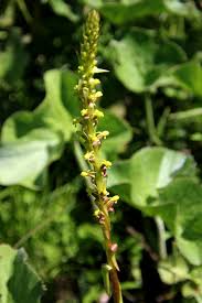 Image result for Satyrium schimperi