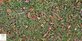 Never cut off more than 1/3 of the grass height. 5 Ways To Recycle Yard Waste Milorganite