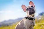 UNIQUE French Dog Names: 170+ Sweet French Bulldog Names 2020