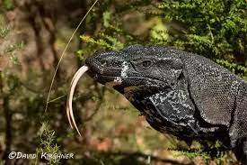 The monitor's saliva contains over 50 bacteria that infect. How To Compare A Komodo Dragon To A Regular Monitor Lizard Quora