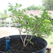 Jual Bahan Bonsai Beringin Arjuna Kab Sleman Tunasbonsai Tokopedia