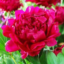 Peonies make for such versatile celebration flowers because their inviting pattern and expressive color palette can say so much depending on the situation. Felix Crousse Peony For Sale Online The Tree Center