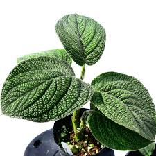 Image result for Peponium sp. A